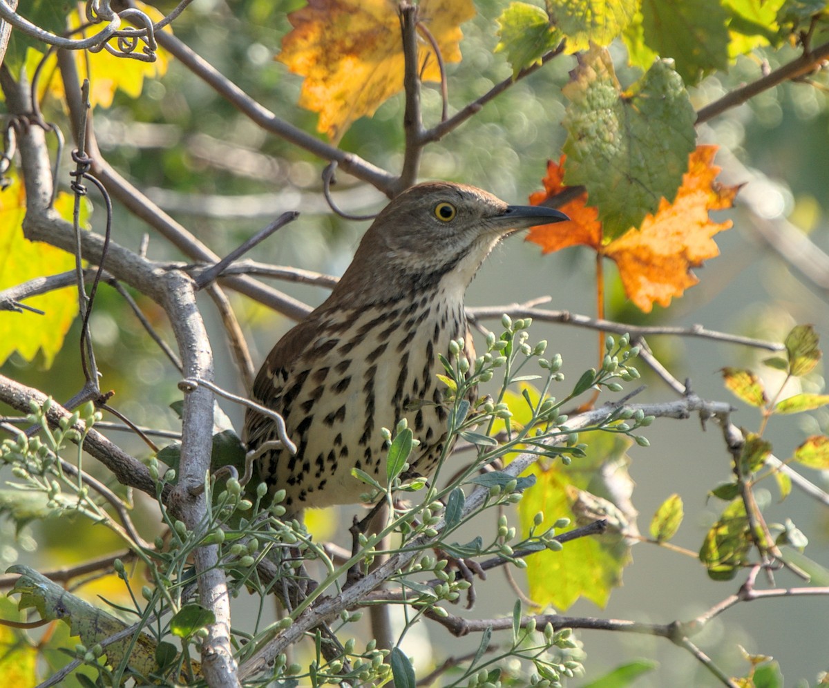 Brown Thrasher - ML492556111