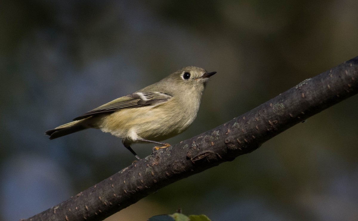 Ruby-crowned Kinglet - ML492556181