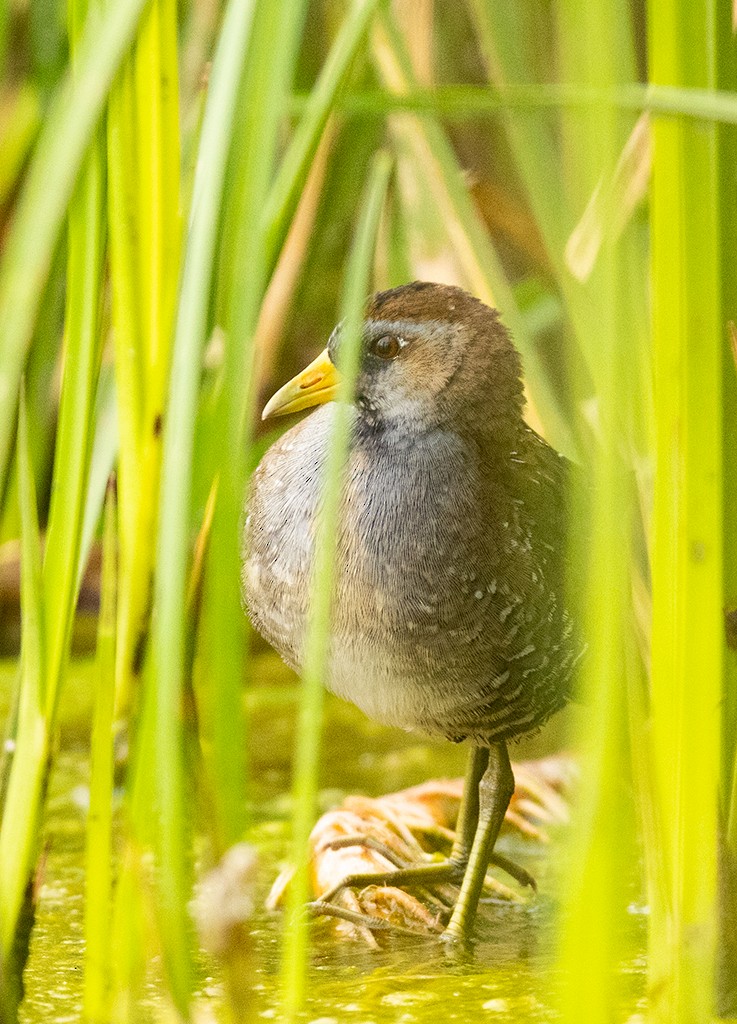 カオグロクイナ - ML492556331