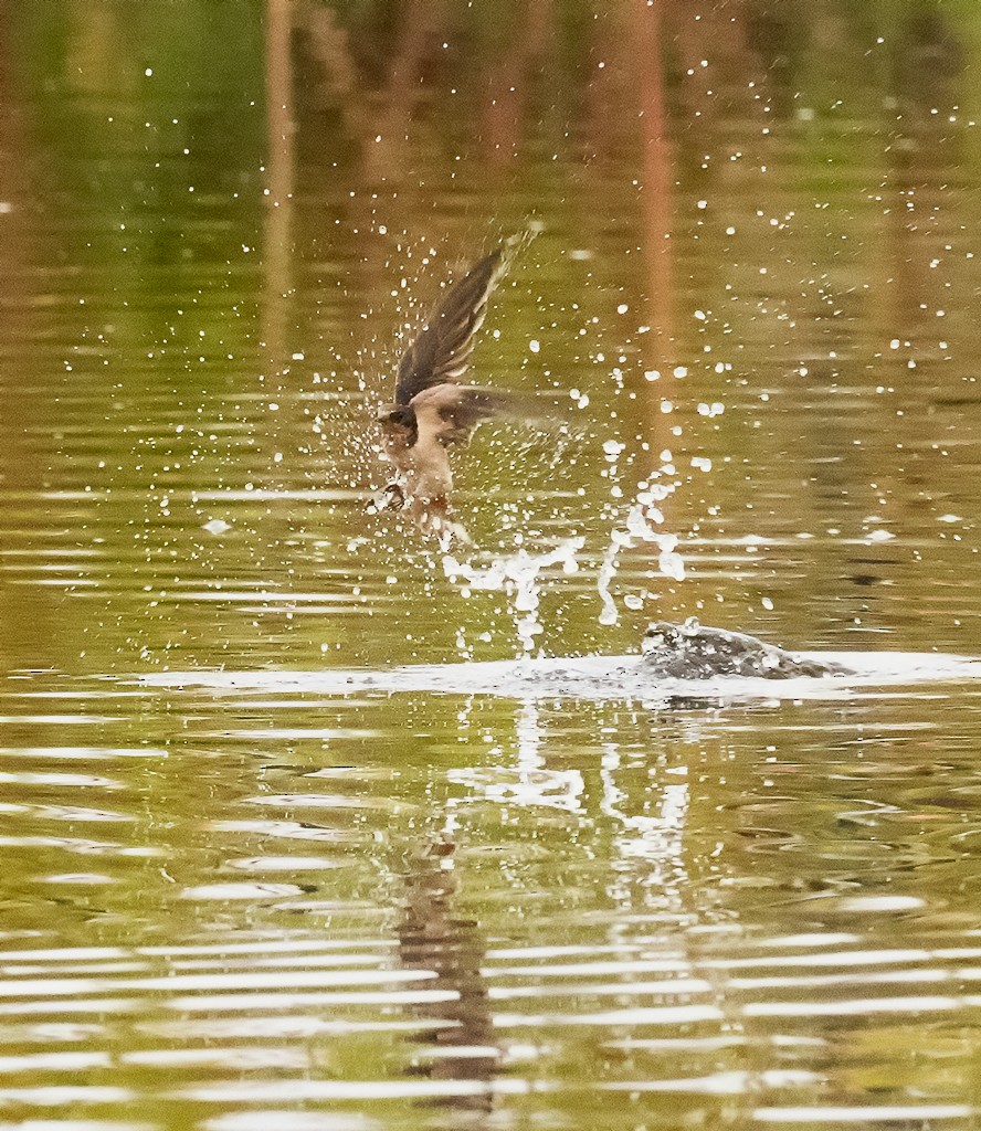 Hirondelle rustique (erythrogaster) - ML492556581