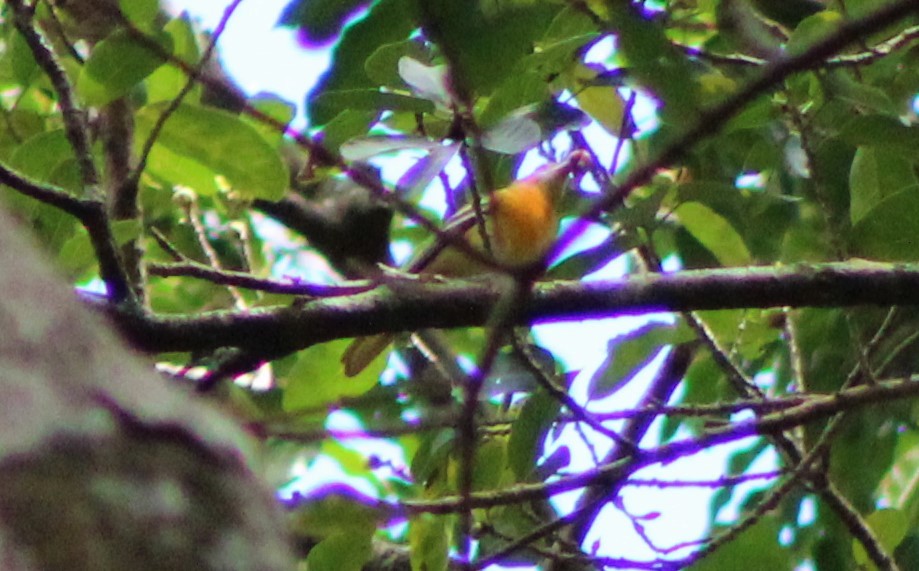 Bullock's/Baltimore Oriole - ML492556751