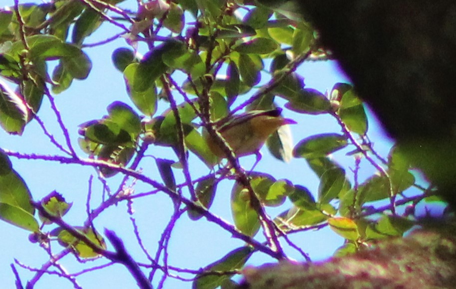 Bullock's/Baltimore Oriole - ML492556771