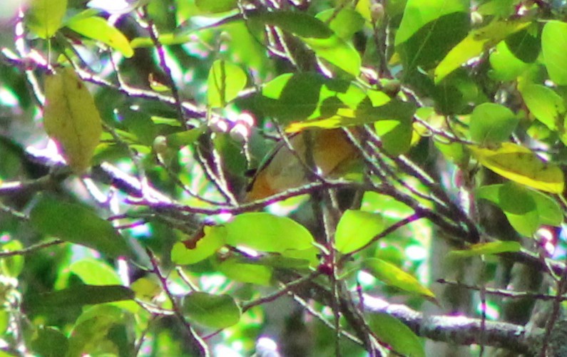 Bullock's/Baltimore Oriole - ML492556781