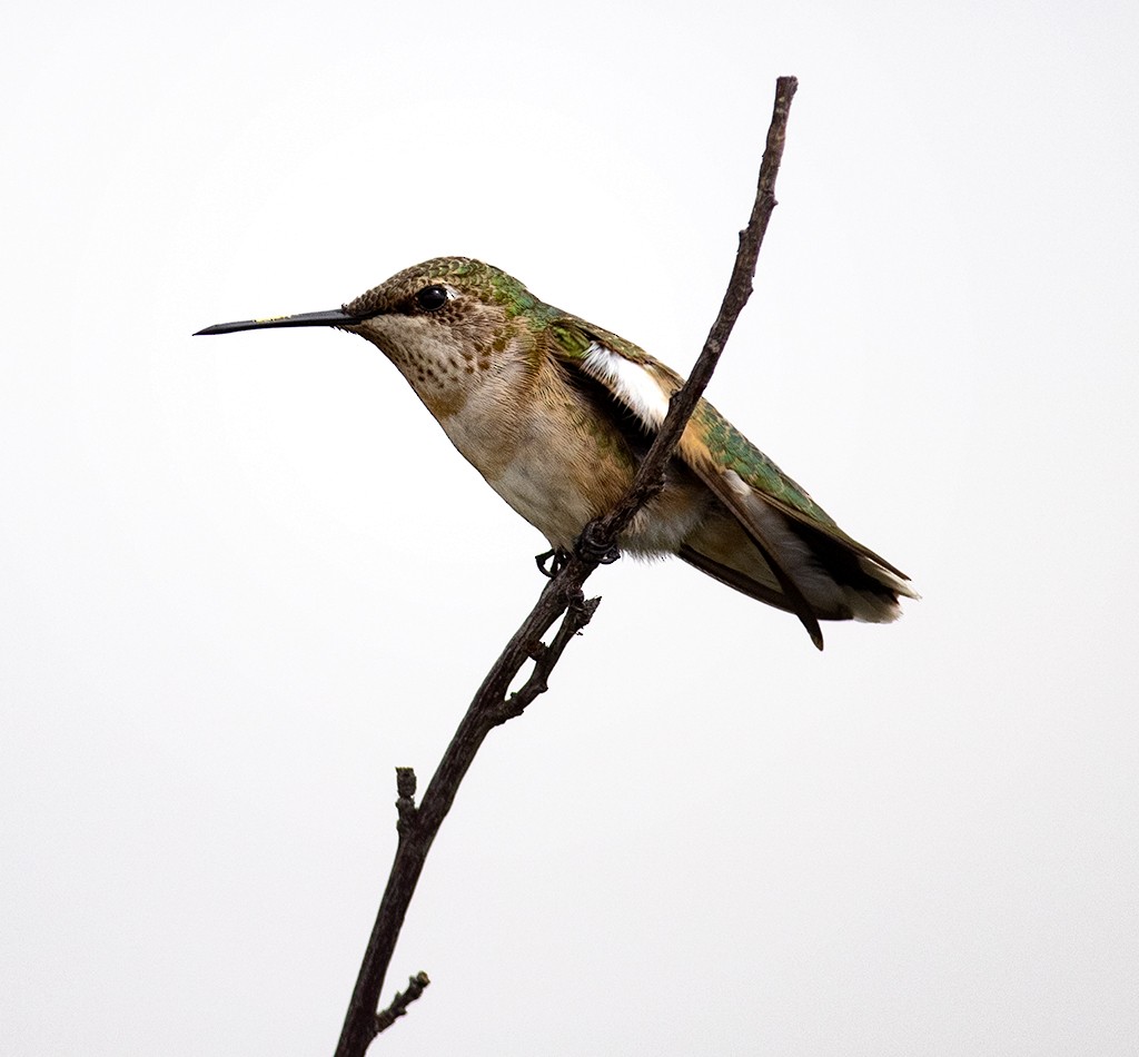 Ruby-throated Hummingbird - ML492556931