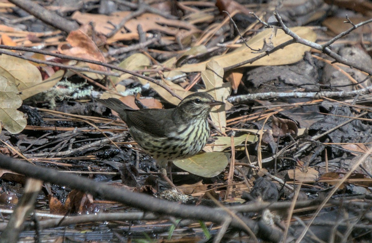 Northern Waterthrush - ML492557041