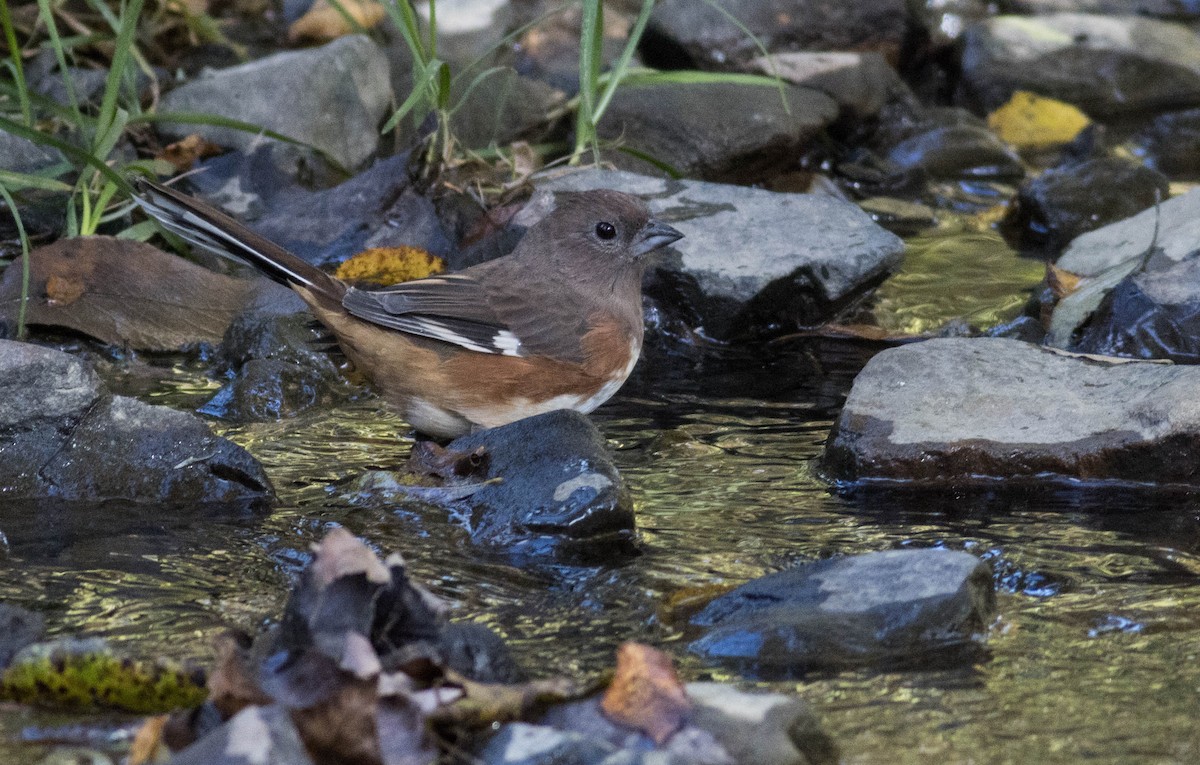 Eastern Towhee - ML492557111