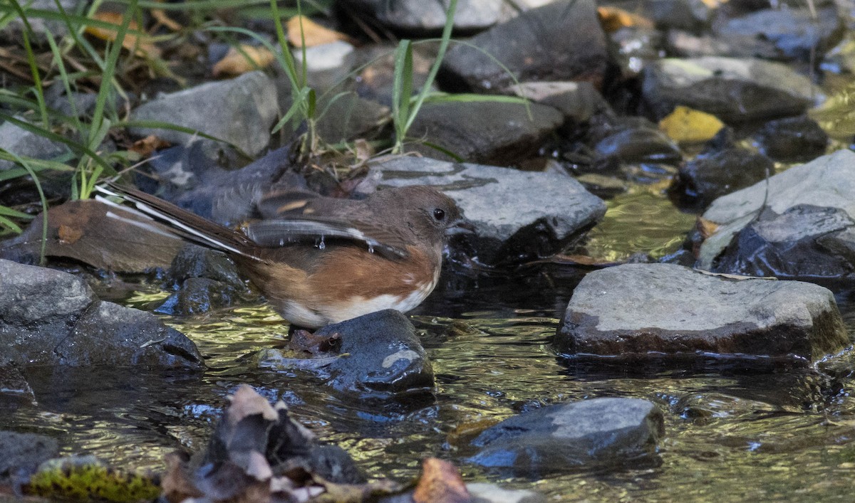 Eastern Towhee - ML492557131