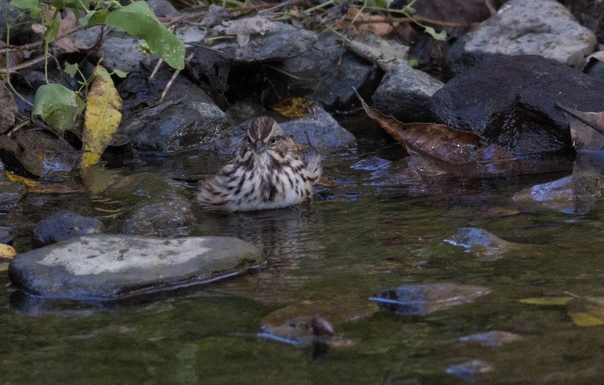 Song Sparrow - ML492557341
