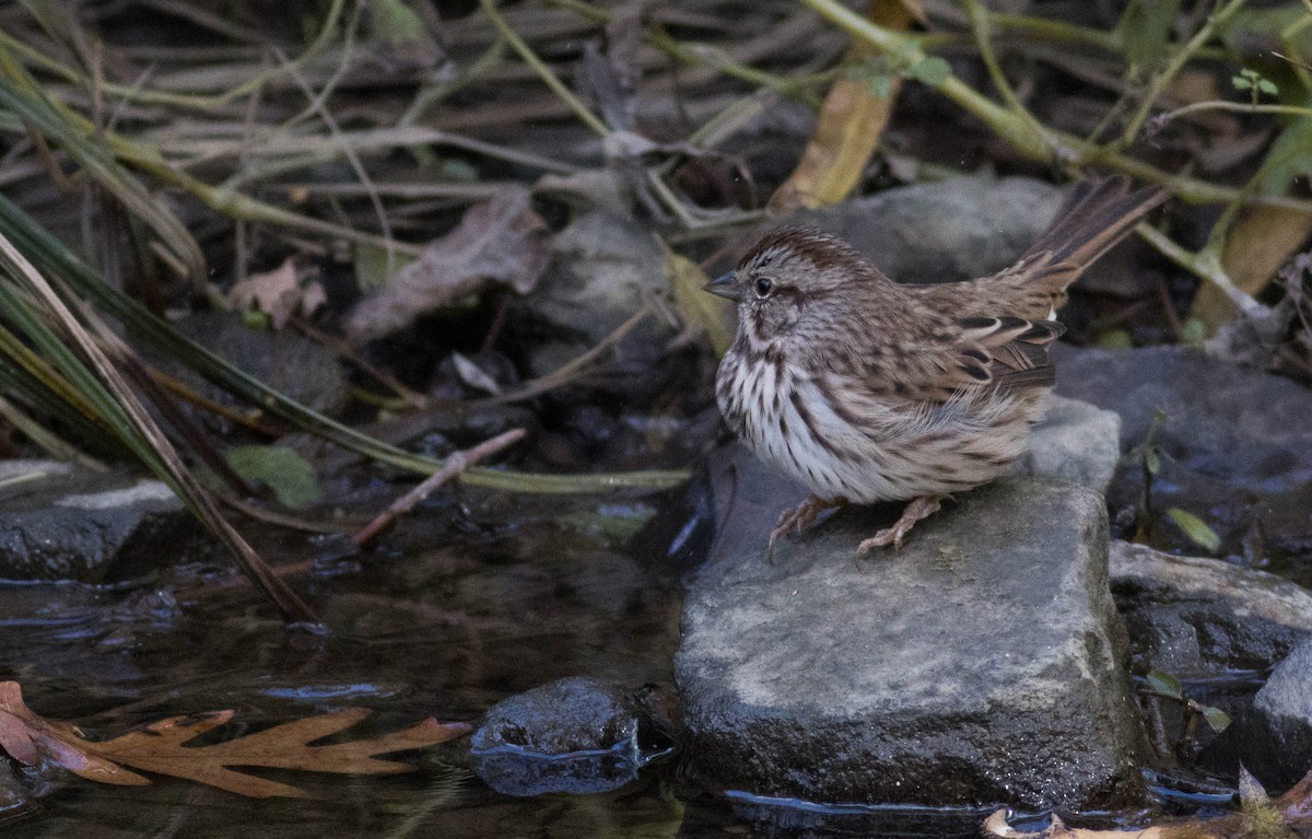 Song Sparrow - ML492557351
