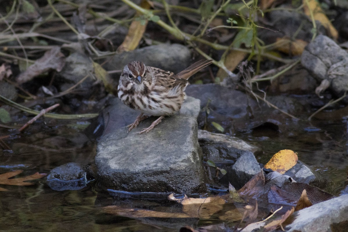 Song Sparrow - ML492557361