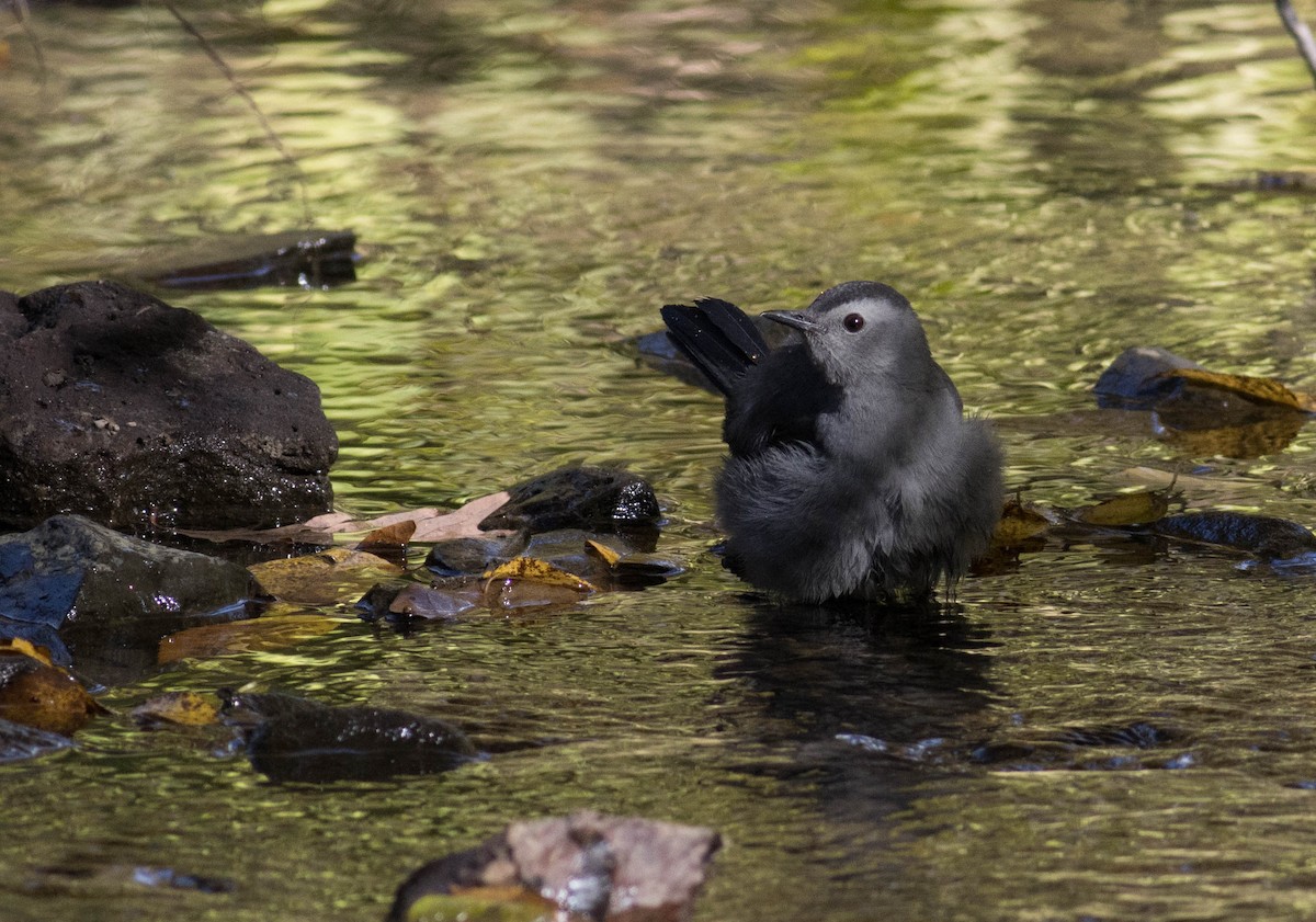 Gray Catbird - ML492557621