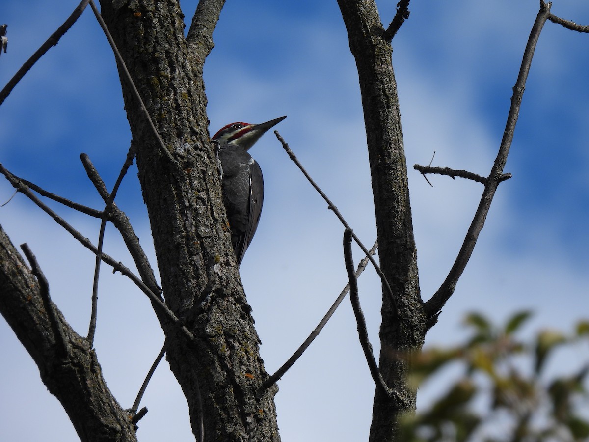 Pileated Woodpecker - ML492558091