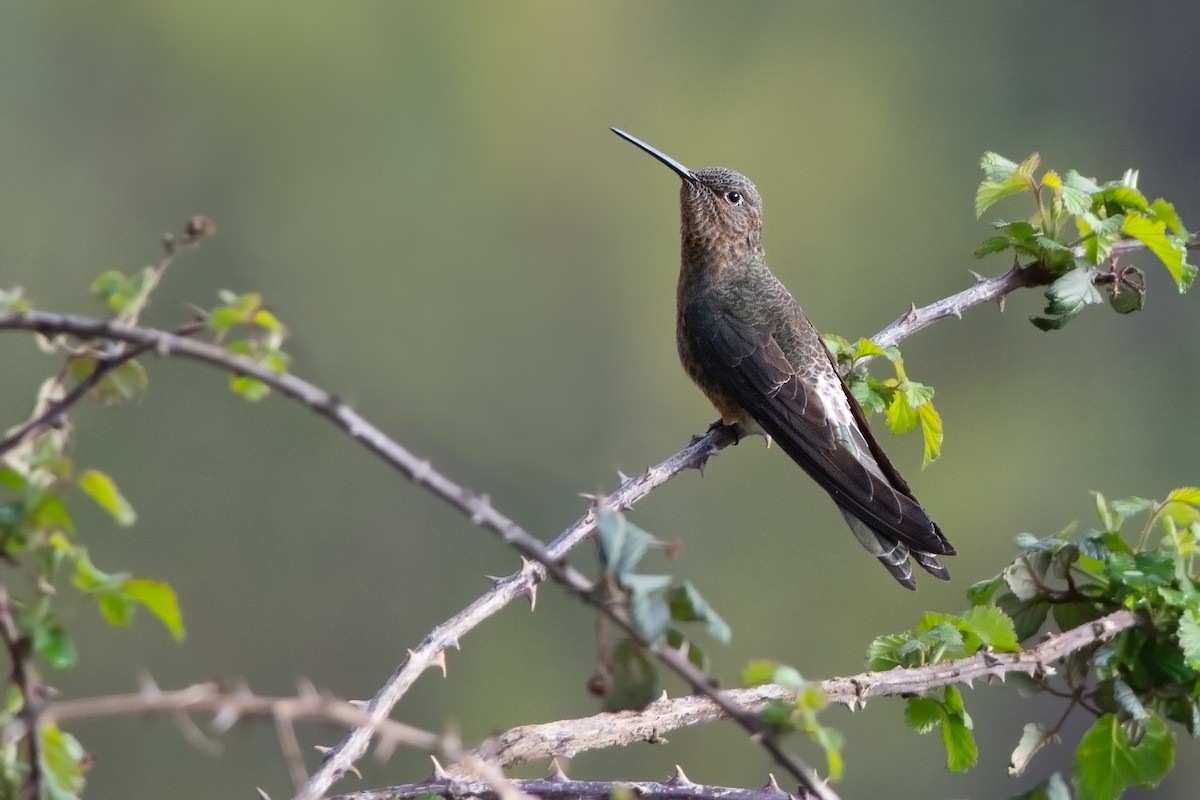 kolibřík velký - ML492559531