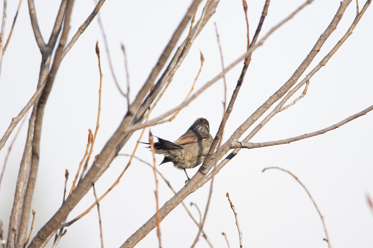 Plain-mantled Tit-Spinetail - ML492559611