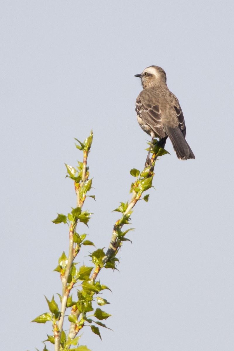 drozdec chilský - ML492559931