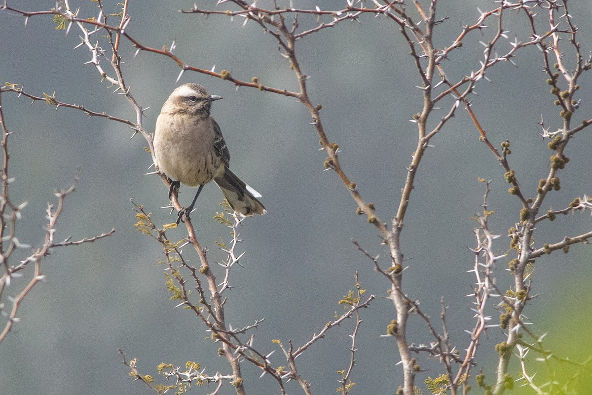 drozdec chilský - ML492559951