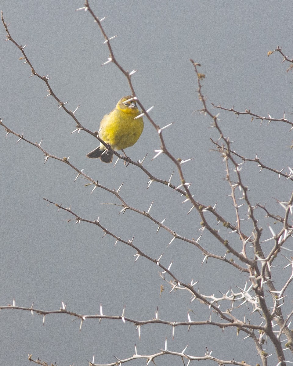 Grassland Yellow-Finch - ML492560081