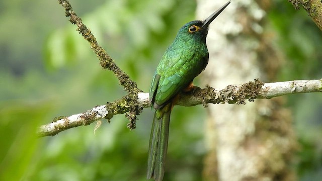 Coppery-chested Jacamar - ML492561771
