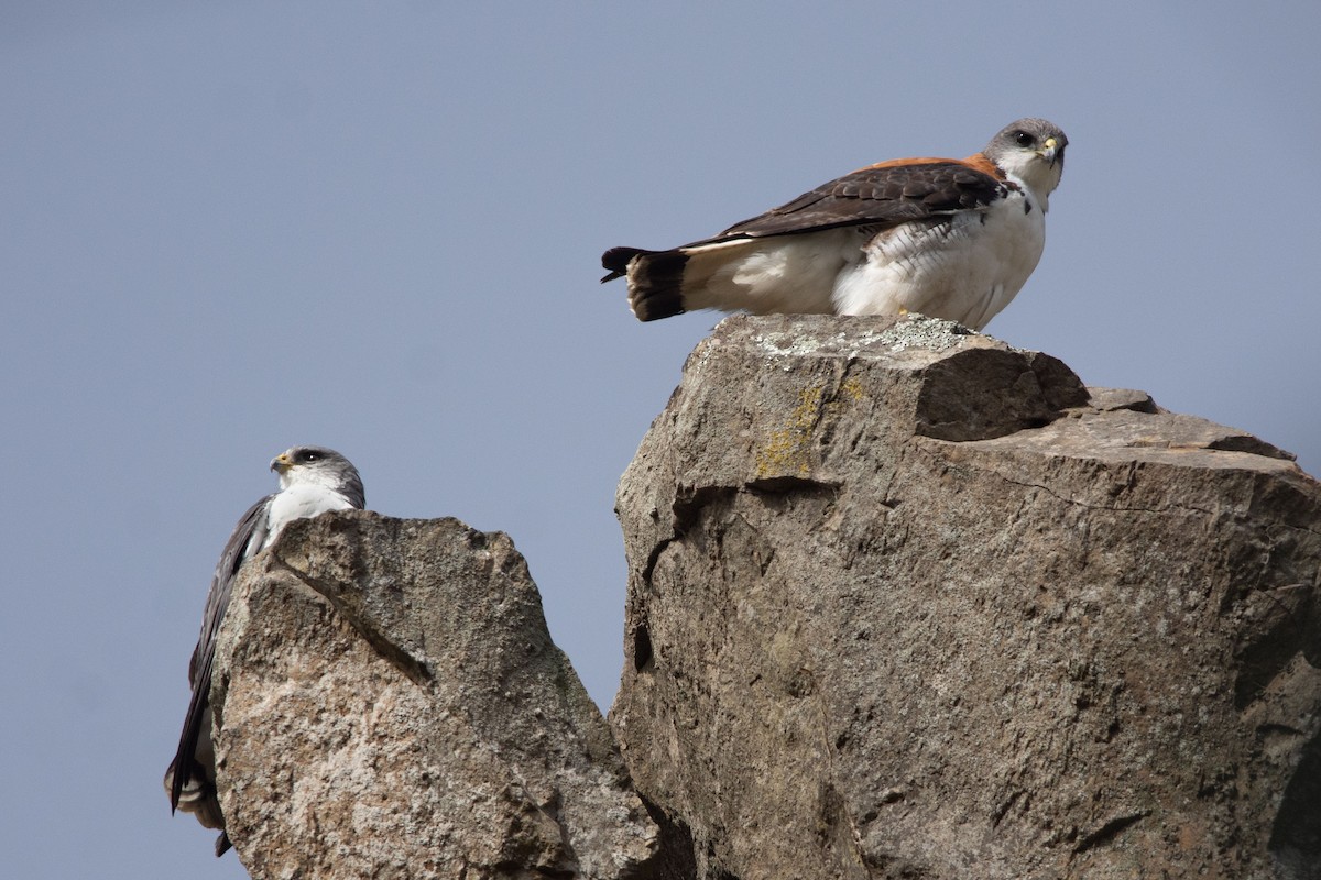 káně proměnlivá - ML492561831