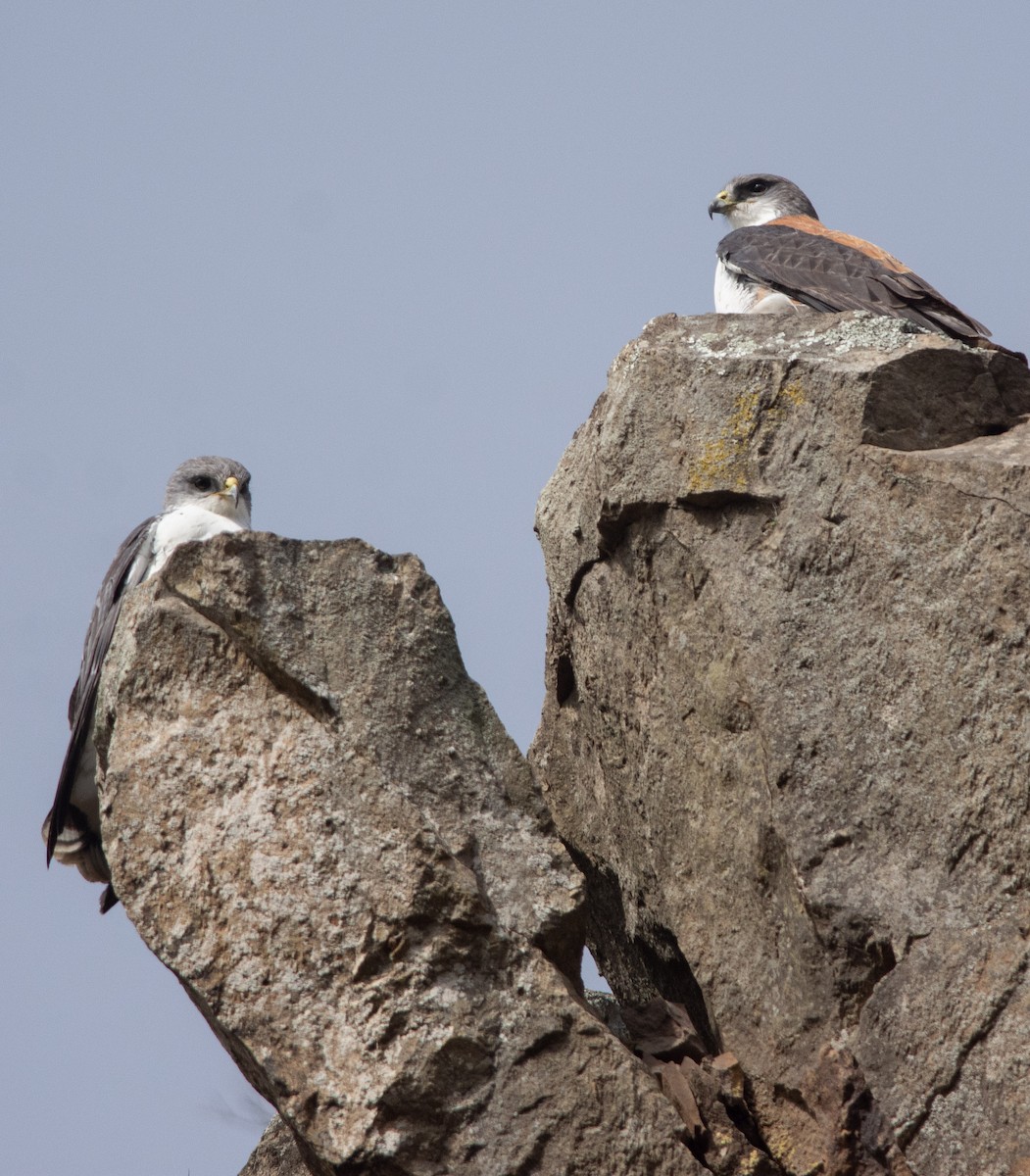 káně proměnlivá - ML492561841