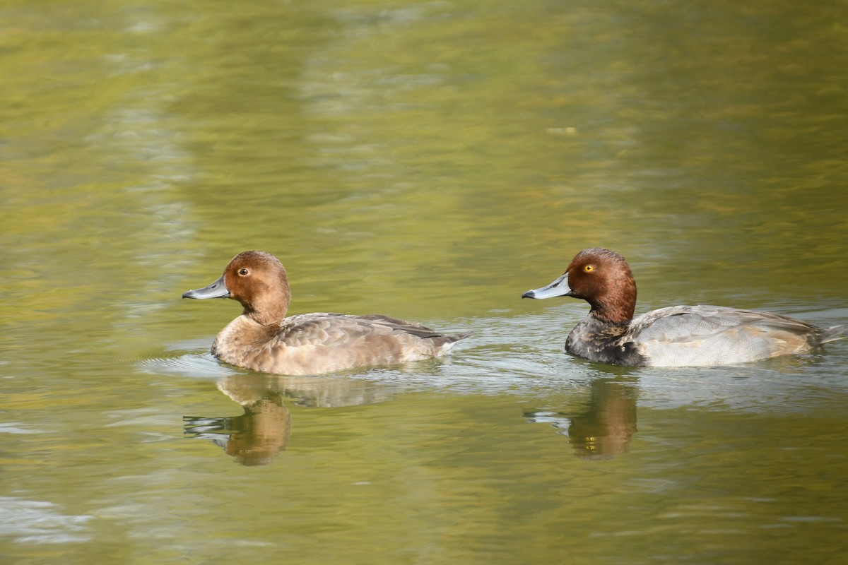 Redhead - ML492564611