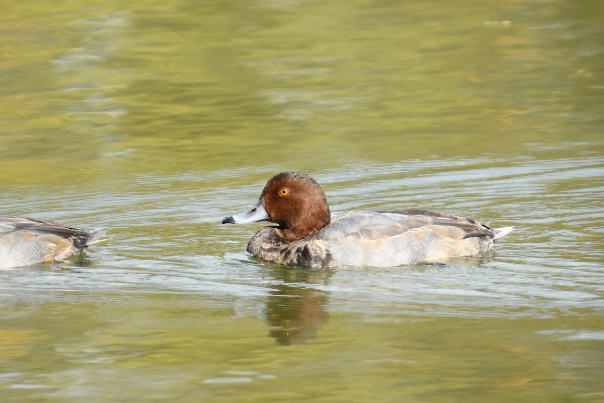 Redhead - ML492564721