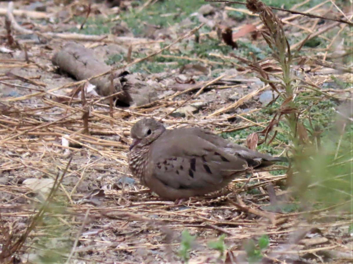 Common Ground Dove - ML492565391