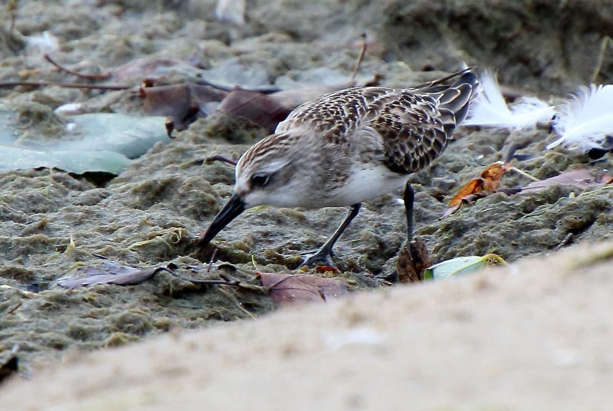 Western Sandpiper - ML492566011