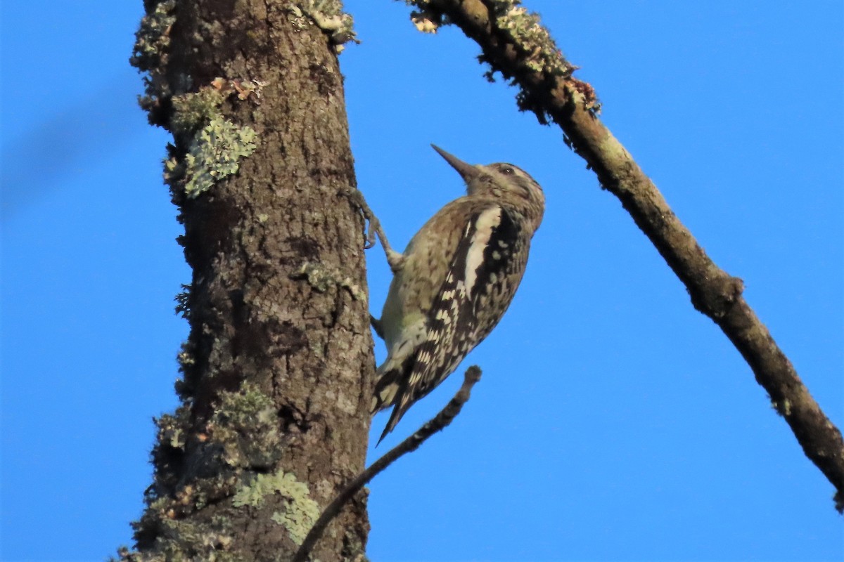 Yellow-bellied Sapsucker - ML492566081