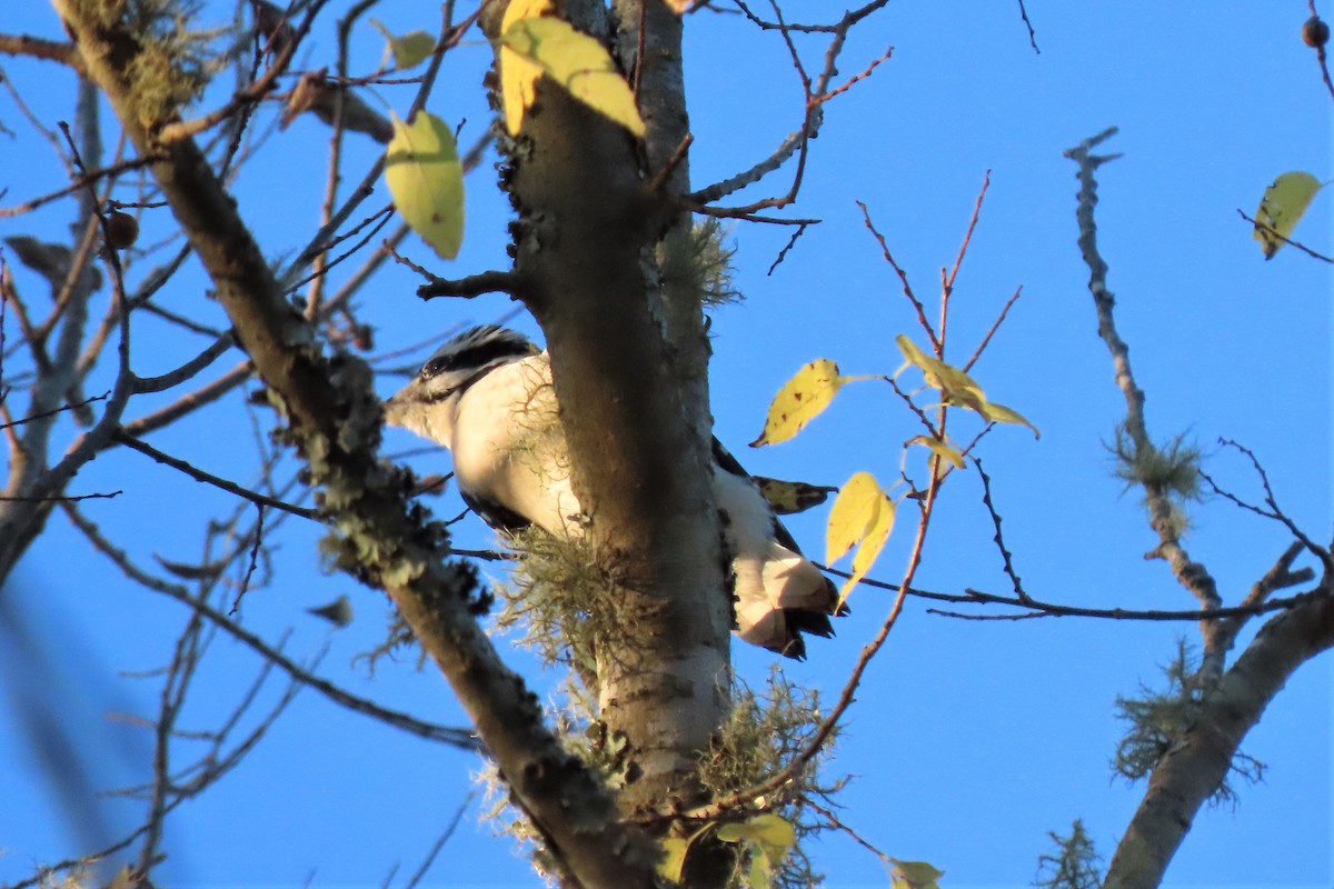 Hairy Woodpecker - ML492566171