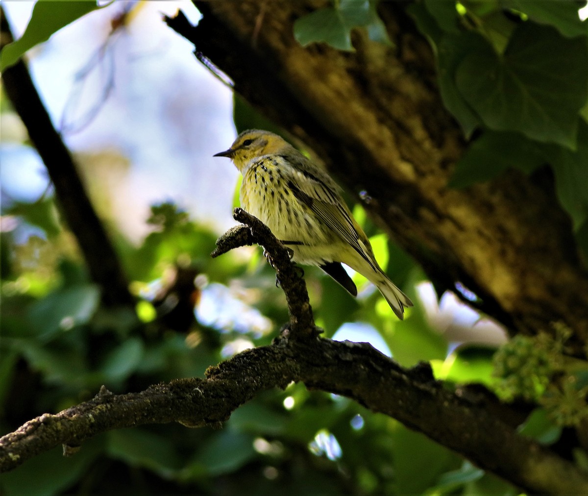 Cape May Warbler - ML492566411