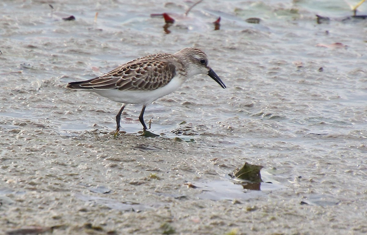 Western Sandpiper - ML492566431