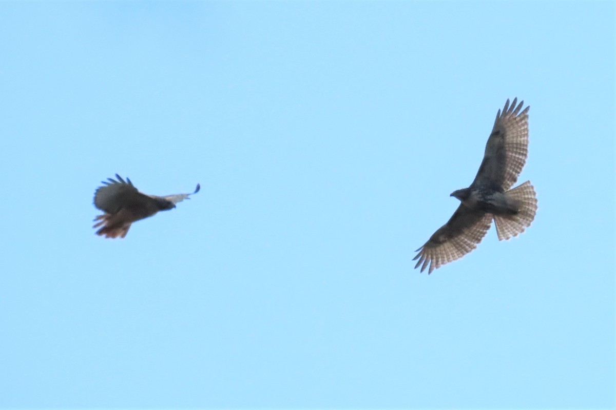 Red-tailed Hawk - ML492566831