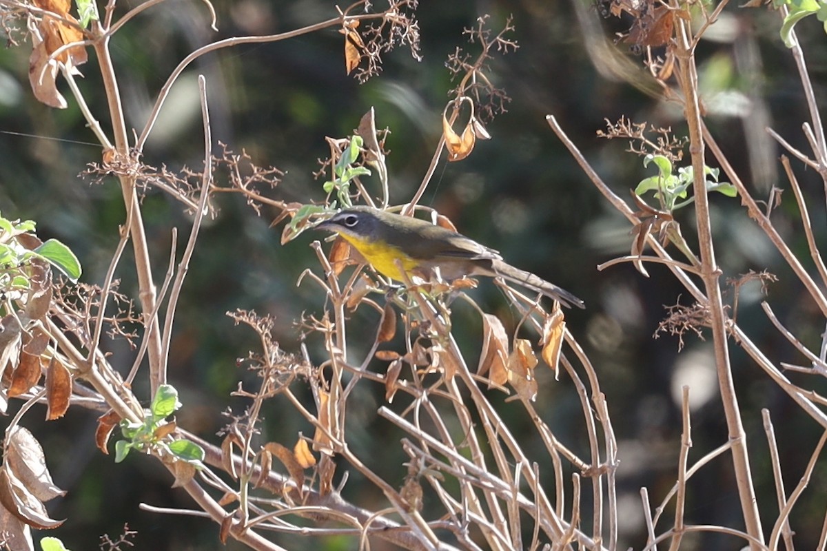 Yellow-breasted Chat - ML492567051