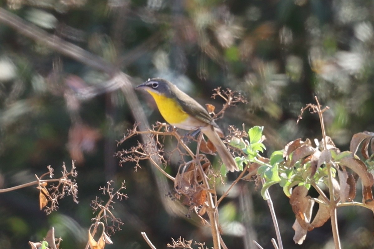 Yellow-breasted Chat - ML492567151