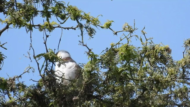 Коршун-крошка - ML492567191