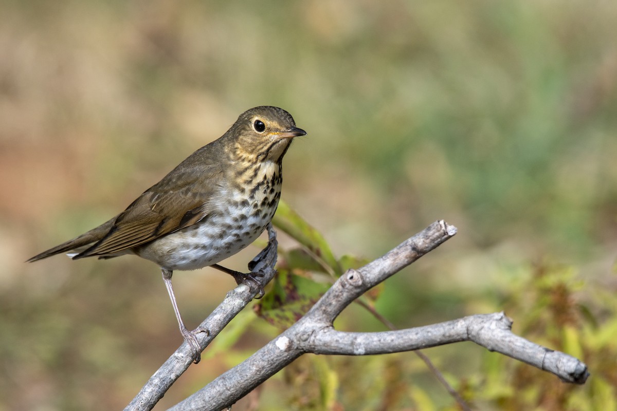 drozd západní - ML492568191