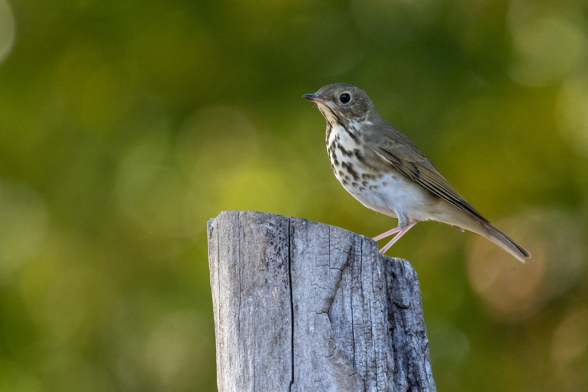 Hermit Thrush - ML492569021