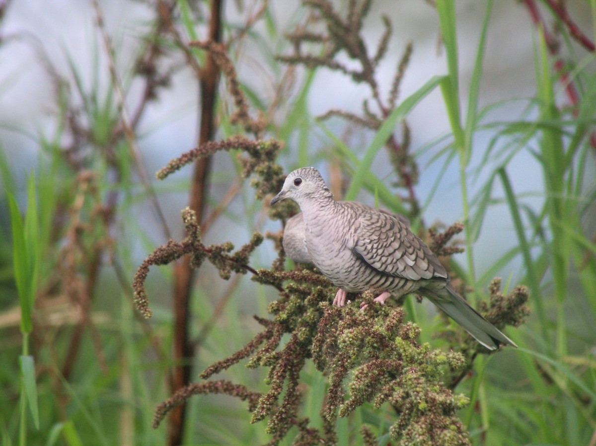 Inca Dove - ML492569571