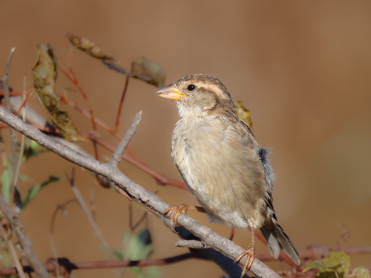 Moineau domestique - ML492571451