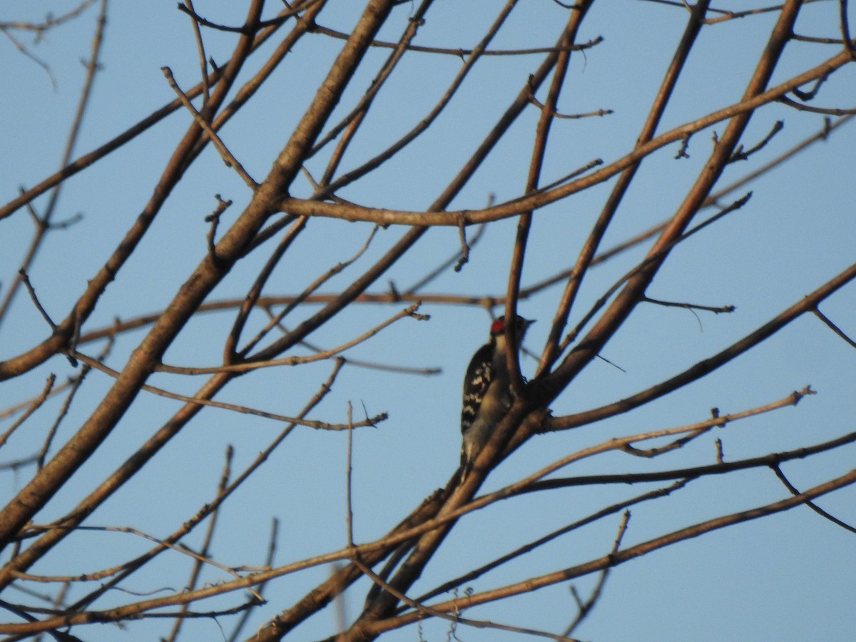Hairy Woodpecker - ML492572081