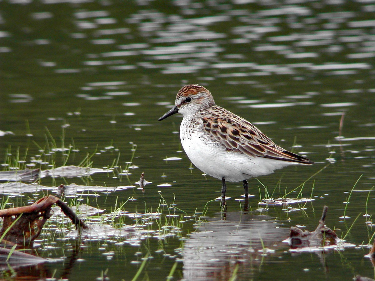 Semipalmated Sandpiper - ML492573111