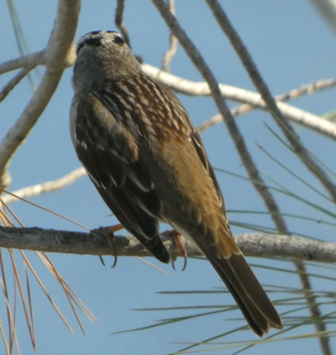 White-crowned Sparrow - Vince Folsom