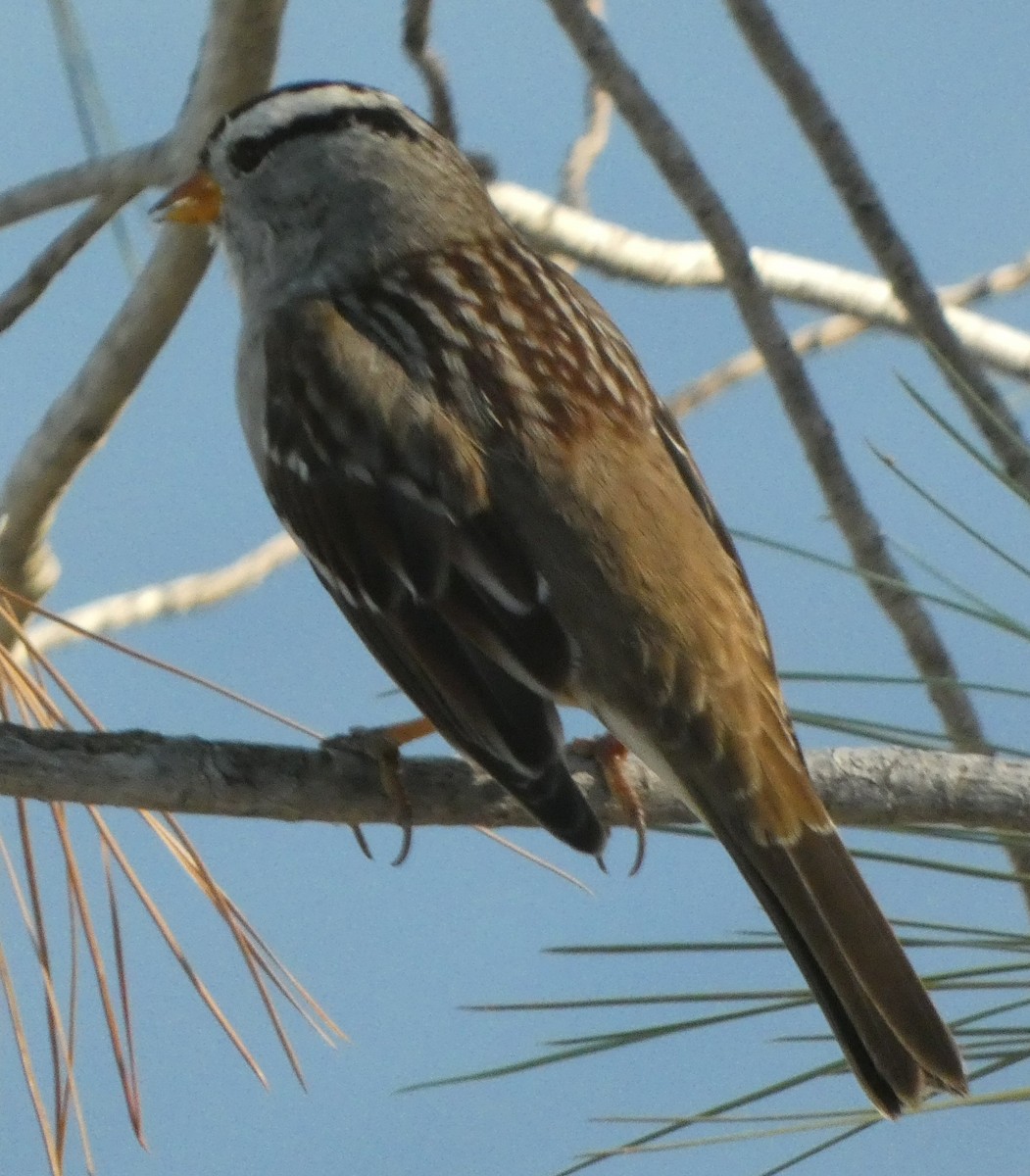 White-crowned Sparrow - Vince Folsom