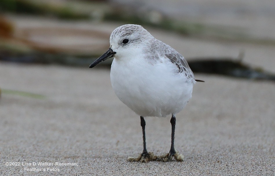 Гурвалж элсэг - ML492581811