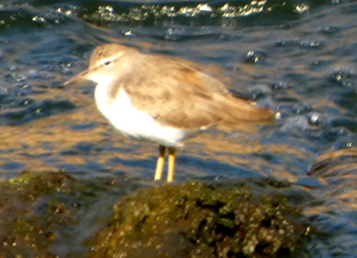 Spotted Sandpiper - ML492582031