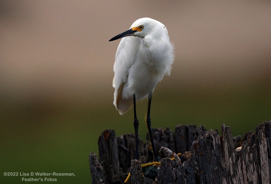 Snowy Egret - ML492582671