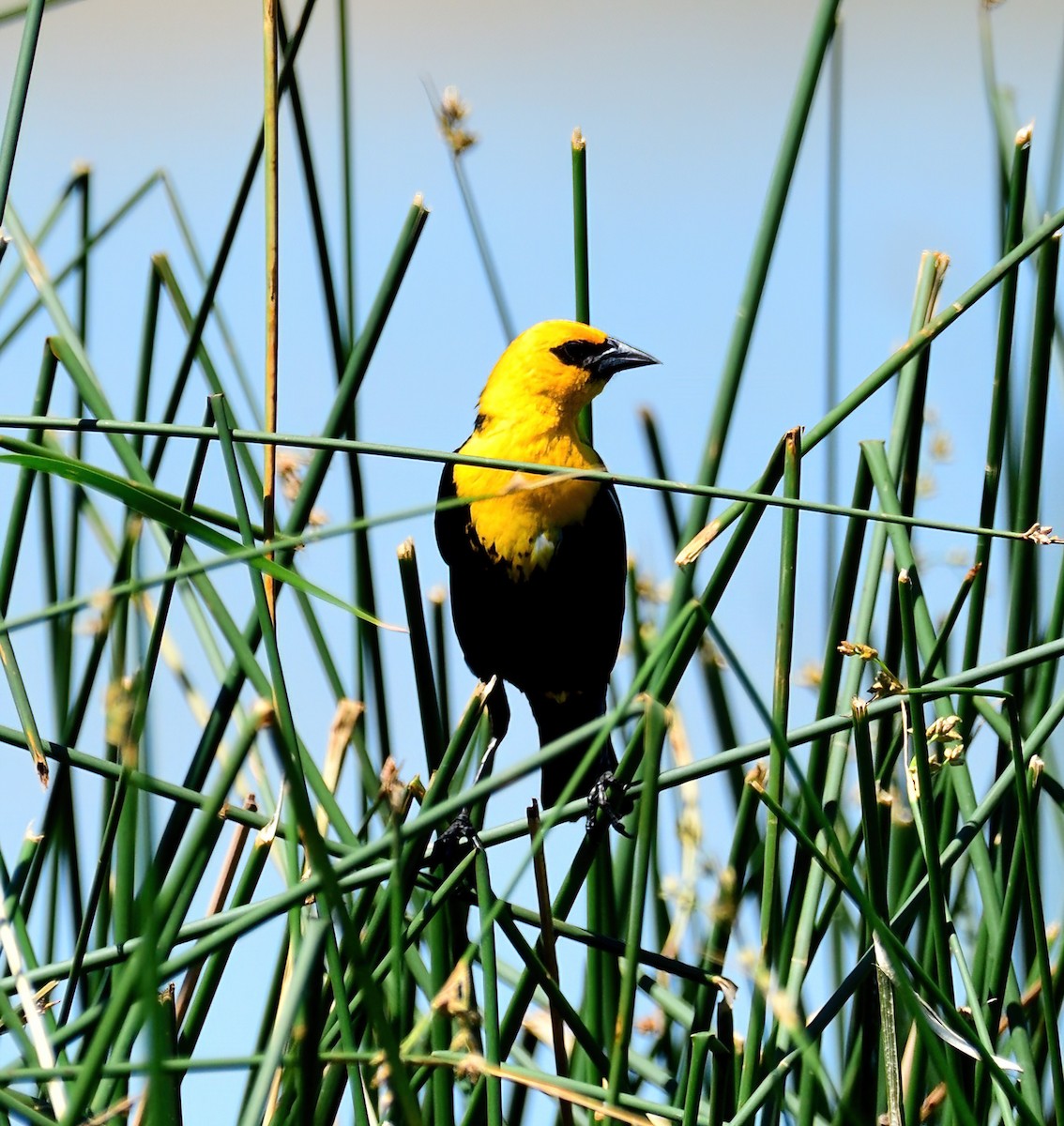 Yellow-headed Blackbird - ML492583241