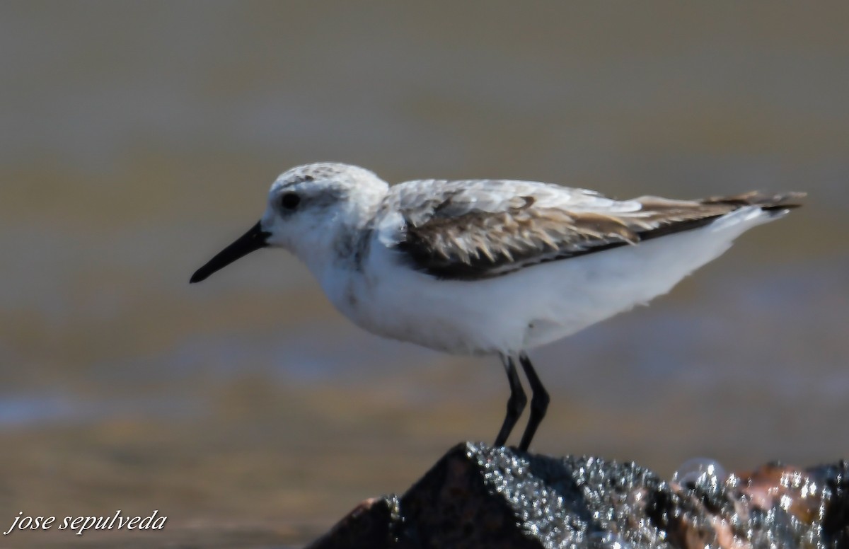 Sanderling - ML492583891