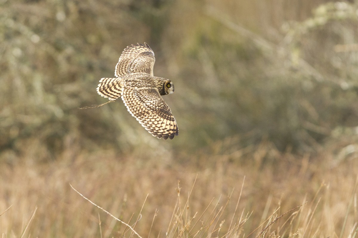 Short-eared Owl - ML492584521